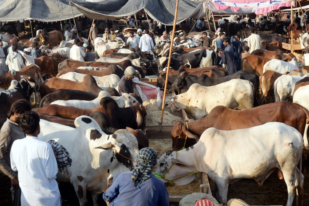 A livestock market in northwest Pakistan’s Peshawar ahead of the Eid al-Adha. Photo: Xinhua
