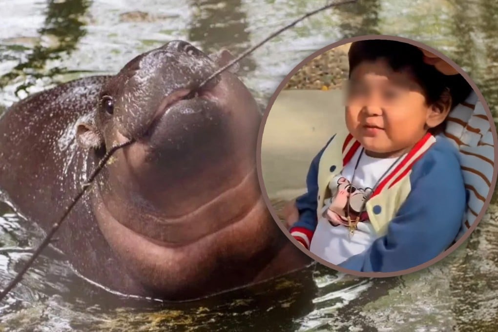 A six-year-old boy from Thailand, who was terminally ill with cancer, achieved his final wish by meeting Moo Deng, the renowned pygmy hippo at a zoo in eastern Thailand, shortly before he passed away. Photo: SCMP composite/Instagram/@immoodeng/Facebook