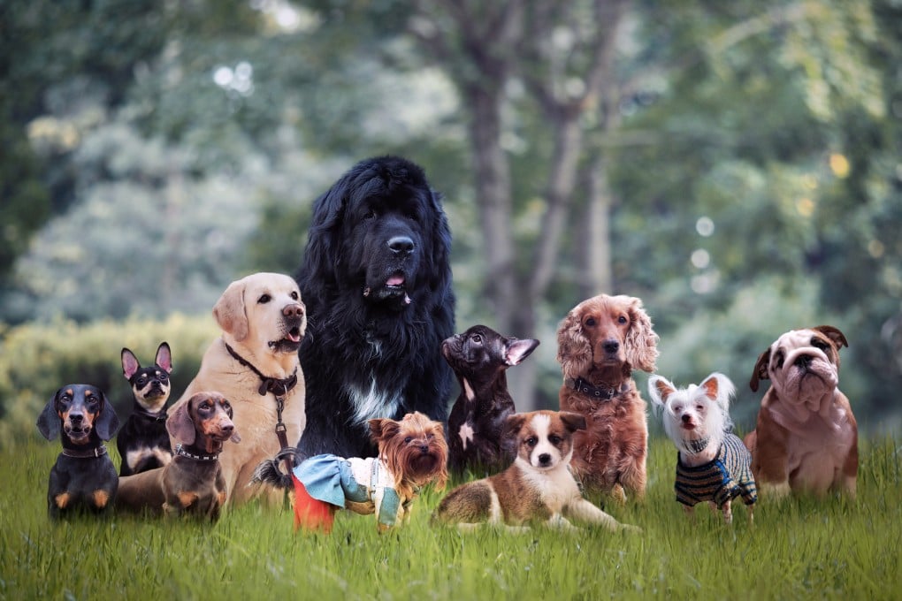 Dogs use their tails to communicate, to express their fear, anger or show signs of aggression or happiness, an expert says. Photo: Shutterstock