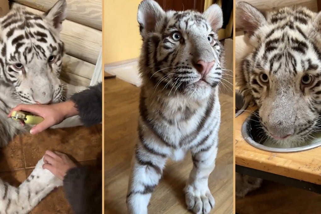 A Chinese influencer in Ukraine cares for a US$140,000 Bengal white tiger and shares her daily life looking after it with millions of online followers. Photo: SCMP composite/TikTok