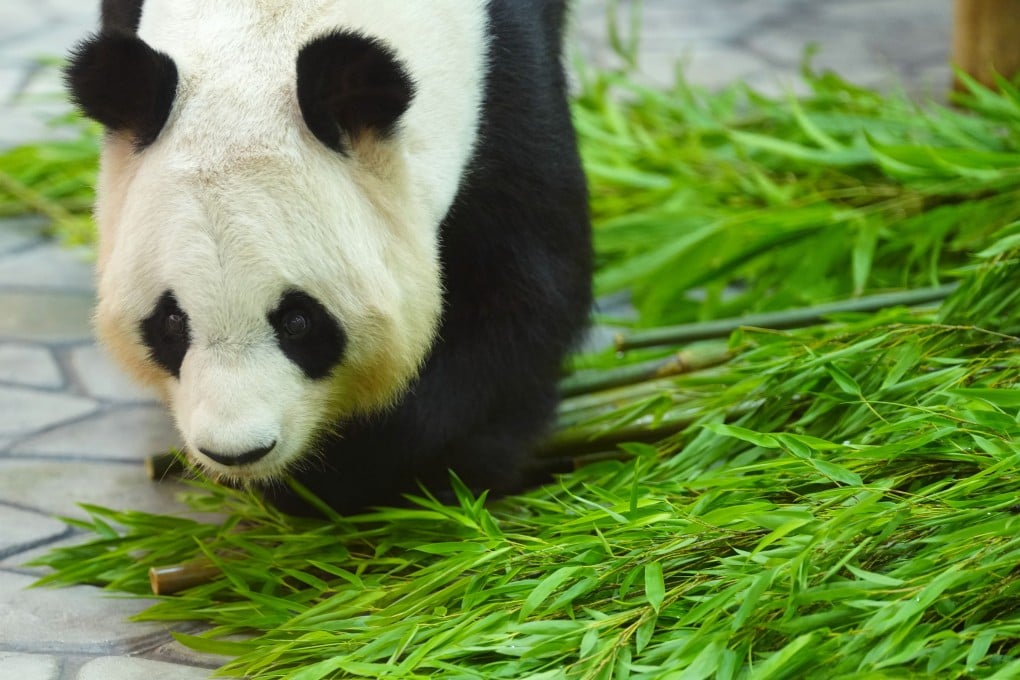 Giant panda Rauhin eats at Adventure World amusement park in Japan’s Wakayama prefecture on June 27. The four pandas that were on loan to the park have now returned to China. Photo: Xinhua