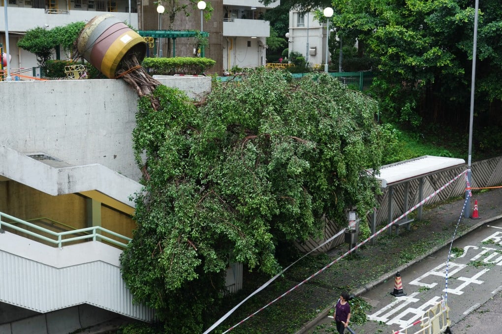 A potted tree hangs over a bus stop in in Kwun Tong after Super Typhoon Saola battered Hong Kong. Photo: Sam Tsang