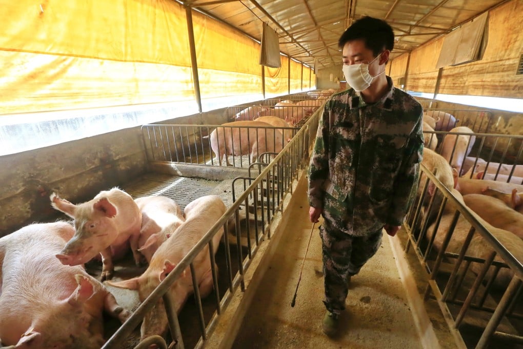 An oversupply of breeding sows, among other factors, has led to a drop in China’s pork prices. Photo: EPA-EFE