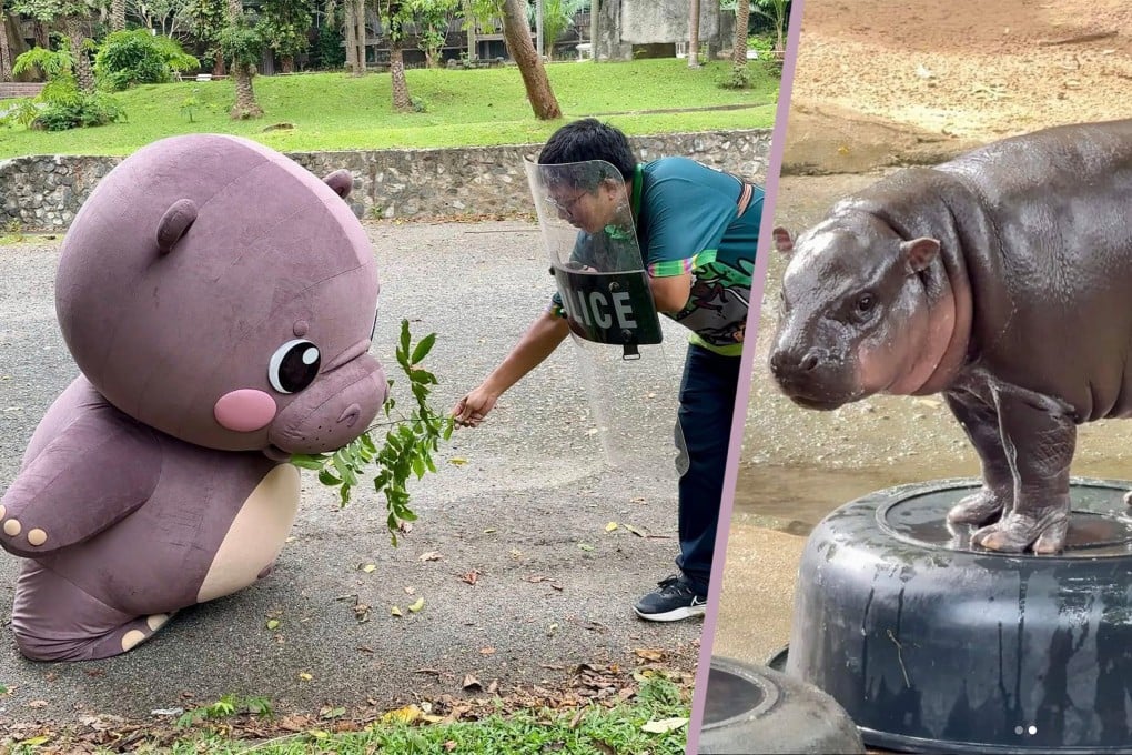A zoo in Thailand shares a viral video of a pygmy hippo Moo Deng mascot simulating an attack on zoo workers during an emergency drill, amusing people on social media. Photo: SCMP composite/IG@immoodeng/Facebook