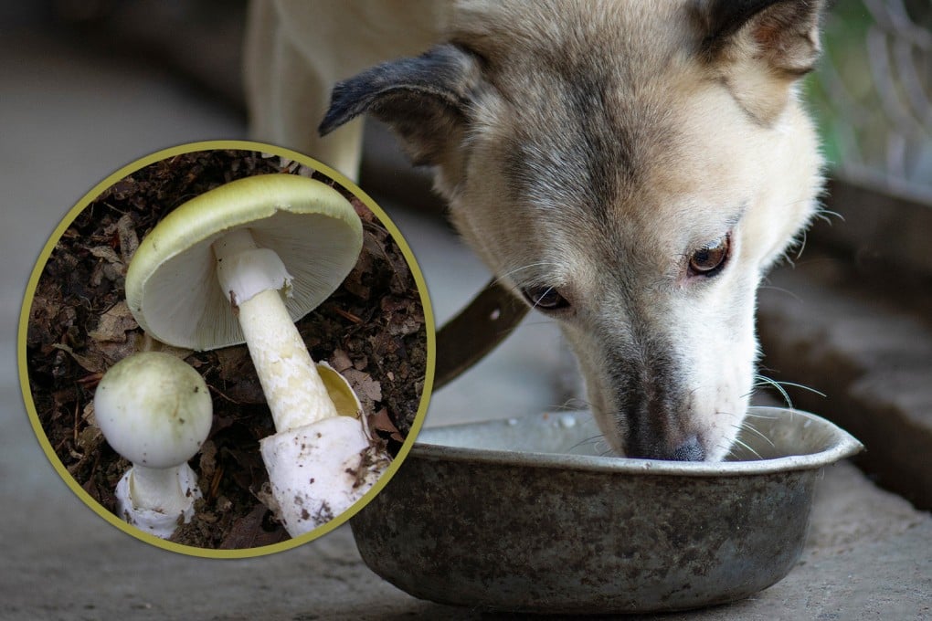 A Chinese father poisoned his family after feeding them wild mushrooms he had tested for safety on their pet dog. Photo: SCMP composite/Shutterstock/Wikipedia
