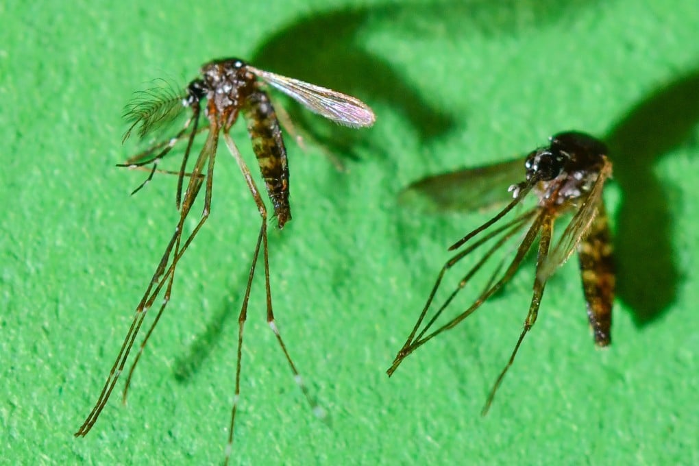Chikungunya fever is a viral disease transmitted by mosquitoes. While rarely fatal, it can lead to debilitating symptoms lasting weeks. Photo: dpa