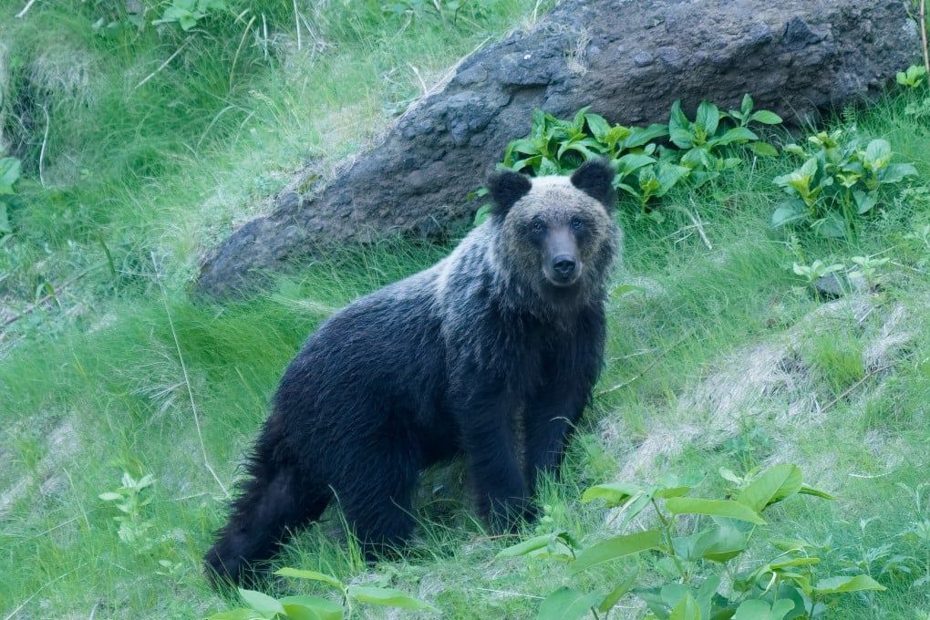 A wild brown bear in Hokkaido, Japan. Photo: Shutterstock