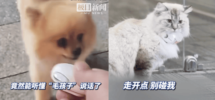 毛孩喵喵與狗狗互動影片.
