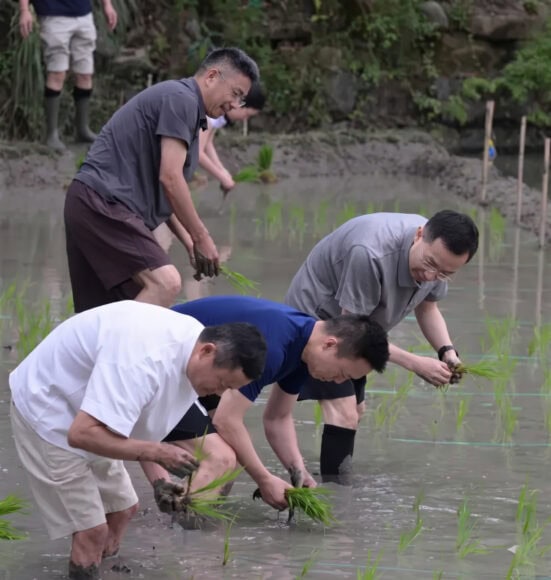 馬雲與高層在水田插秧.