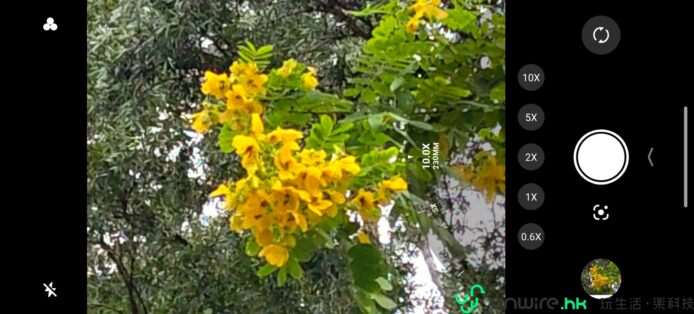 鮮黃色花朵與綠葉背景.