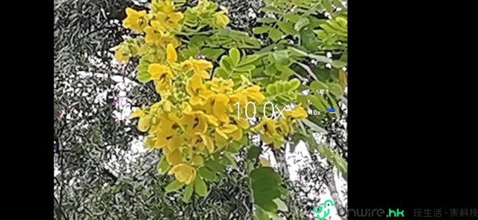 盛開的黃色花朵與綠葉背景.