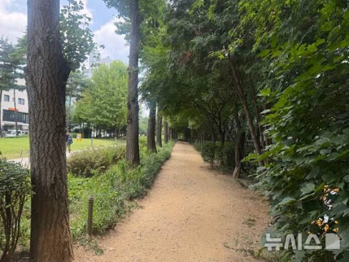 首爾街道樹林小徑自然風景.