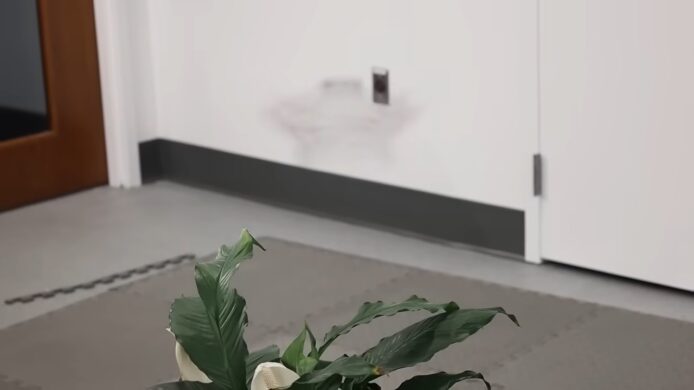 室內綠色植物擺放在地板上.