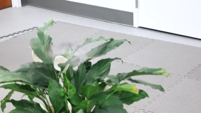 室內綠色植物擺設.