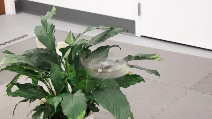 室內綠色植物擺放在辦公室.