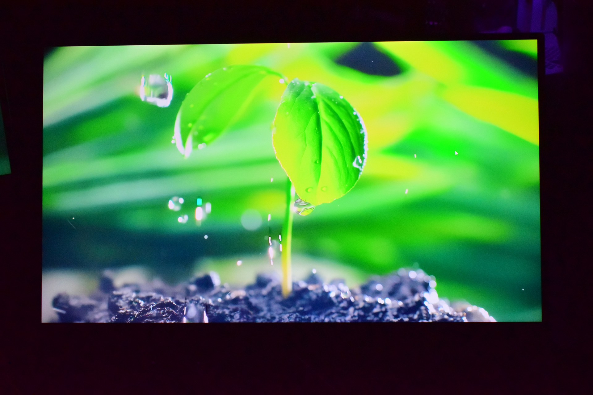 A close-up of a green seedling with water droplets on its leaves, set against a blurred green background.