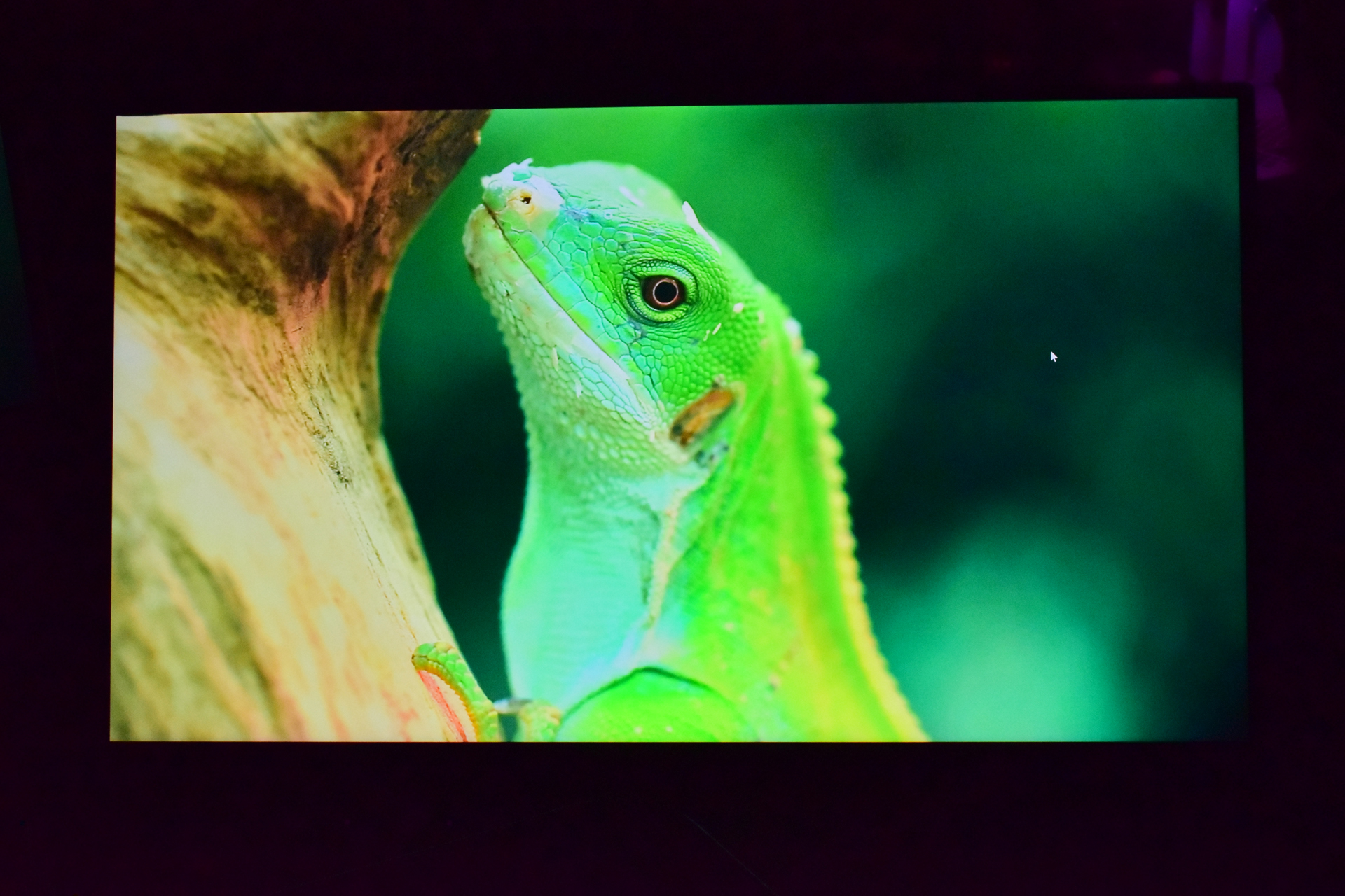 A close-up image of a green iguana is displayed on a screen.