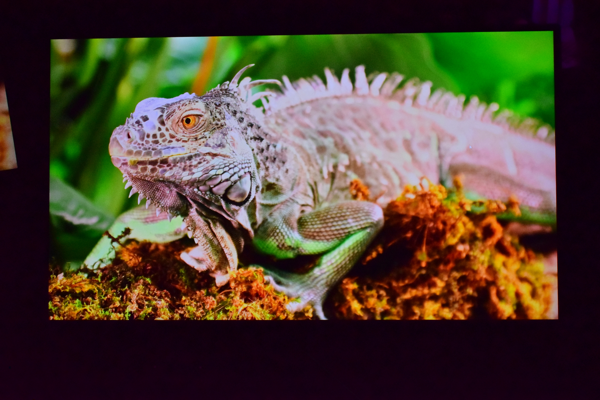 A close-up of a green iguana resting on a bed of moss, with a vibrant green background.